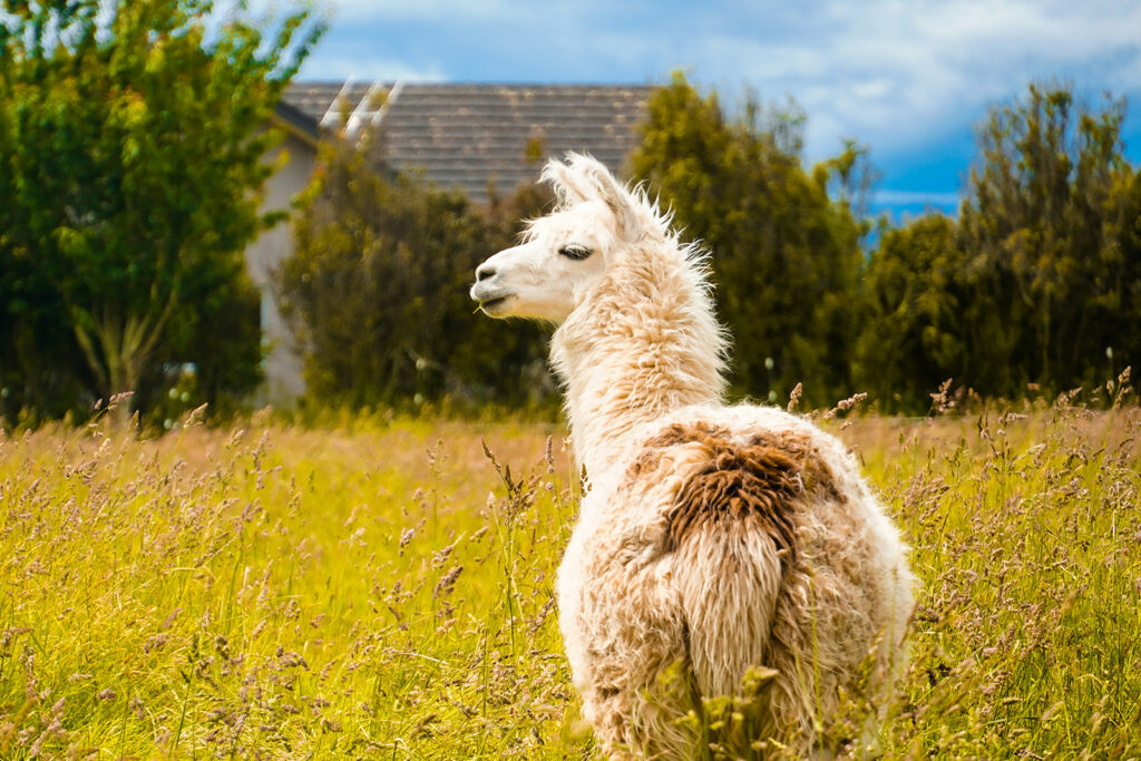 Alpaca Art Experience